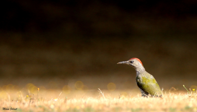 Photo Oiseaux Pic vert (Picus viridis)