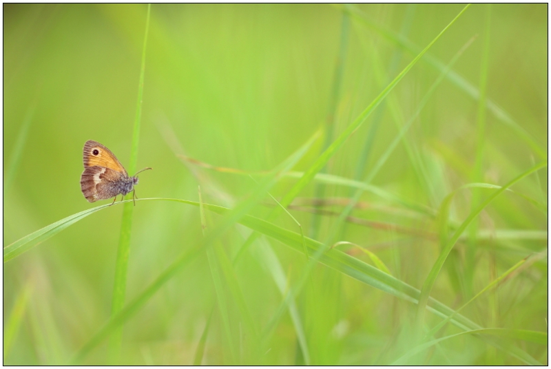 Photo Insectes Procris (Coenonympha pamphilus)