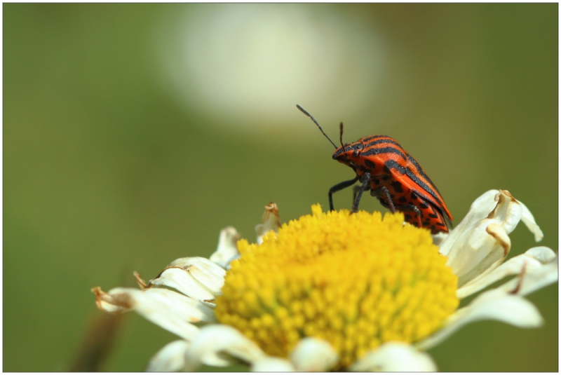 Photo Insectes Punaise arlequin (Graphosoma lineatum)