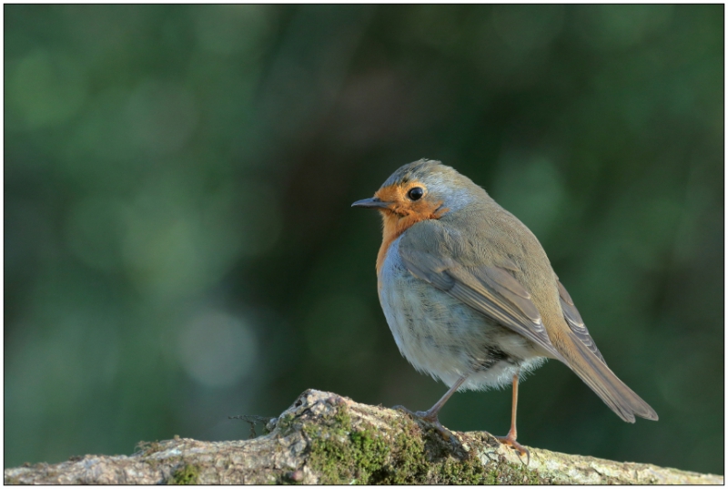 Photo Oiseaux Rouge-gorge (Erithacus rubecula)