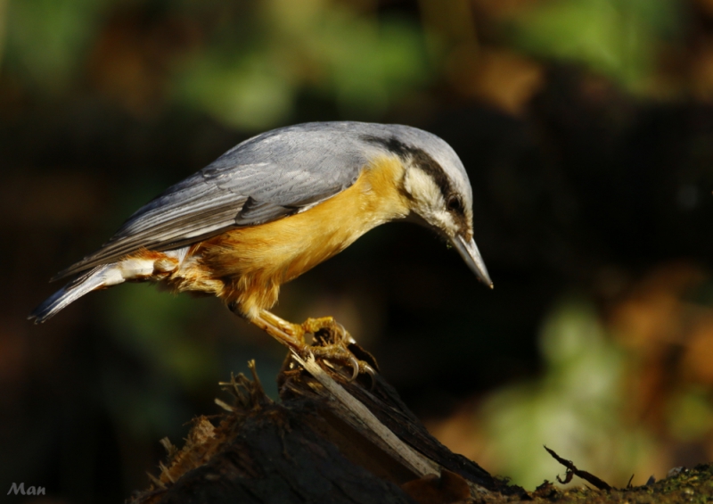 Photo Oiseaux Sittelle torchepot (Sitta europaea)