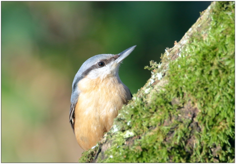 Photo Oiseaux Sittelle torchepot (Sitta europaea)