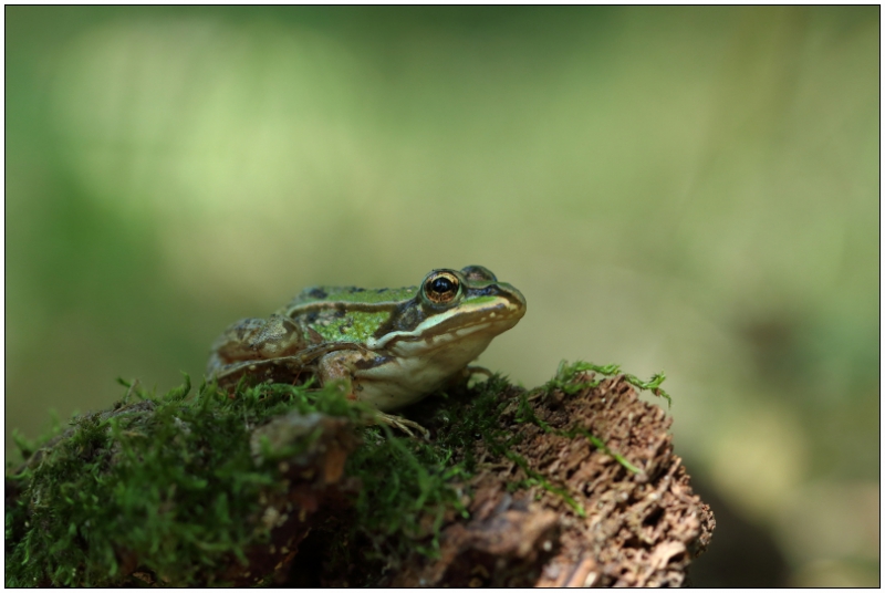 Photo Amphibiens Grenouille verte 