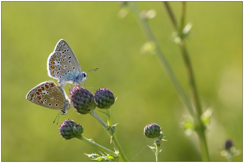 _MG_3032_02i.JPG papillon azuré