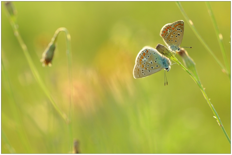 Photo Insectes papillon azuré