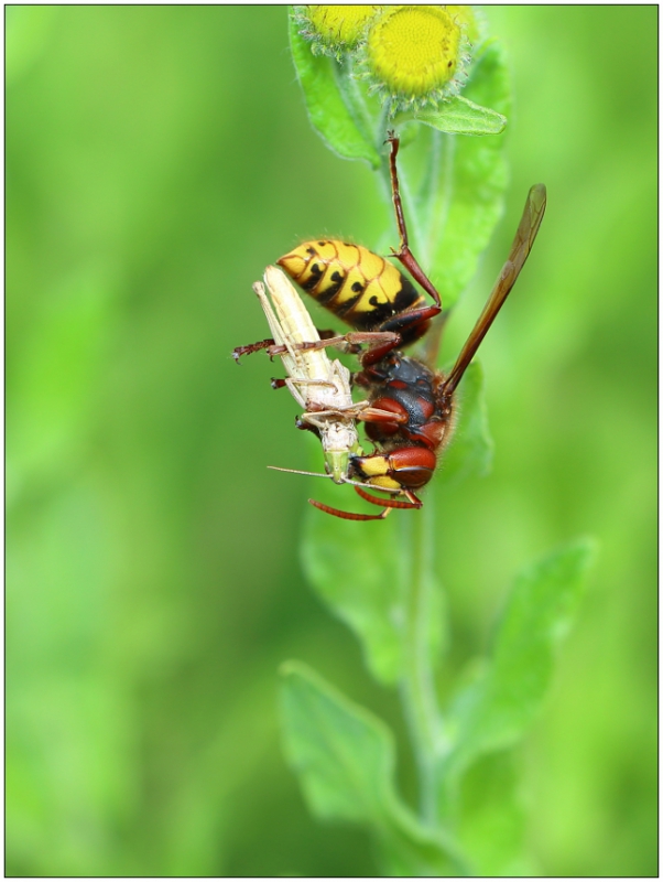 Photo Insectes Frelon européen (Vespa crabro)