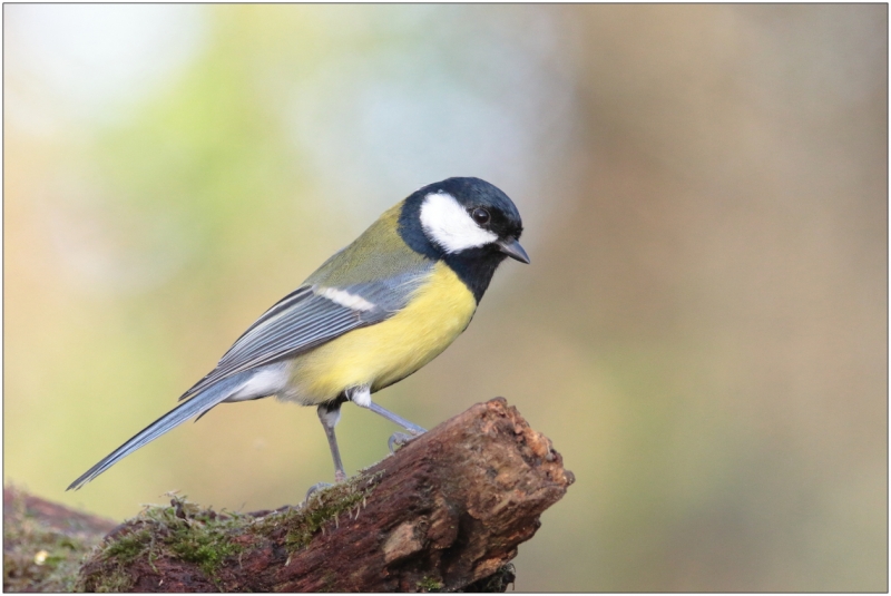 Photo Oiseaux Mésange charbonnière (Parus major)