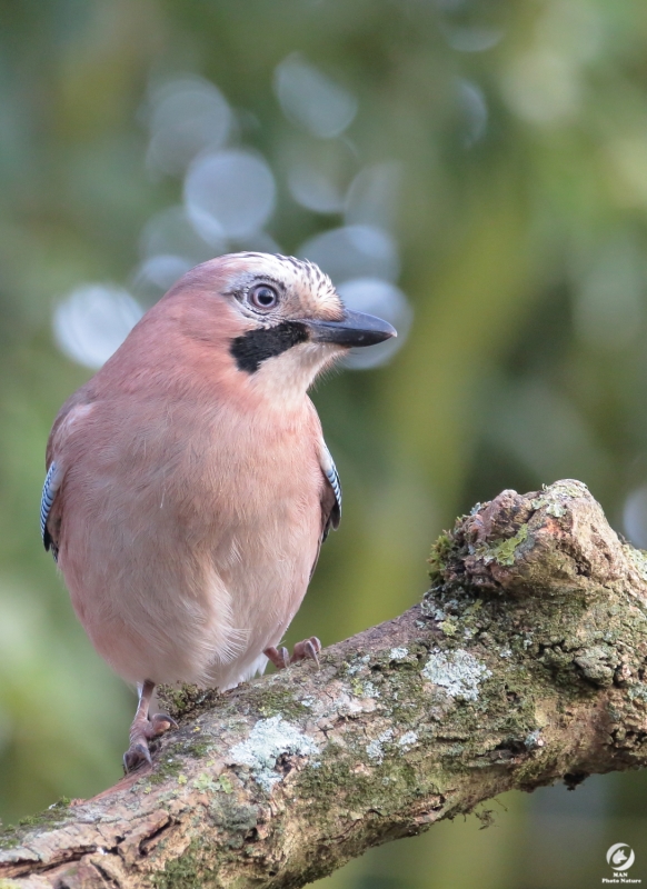 _MG_4151-3ii.JPG Geai des chènes (Garrulus glandarius)