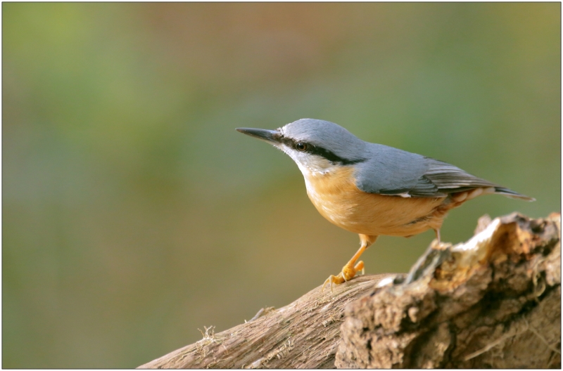 Photo Oiseaux Sittelle torchepot (Sitta europaea)