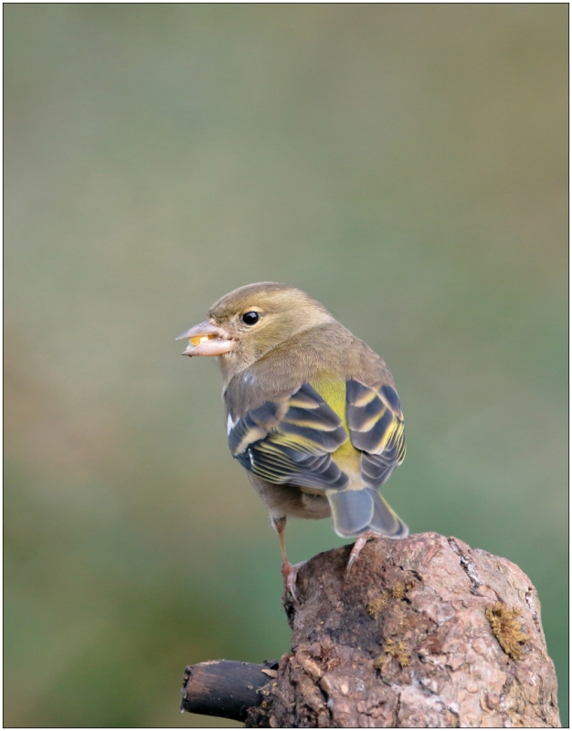 Photo Oiseaux Pinson des arbres (Fringilla coelebs)