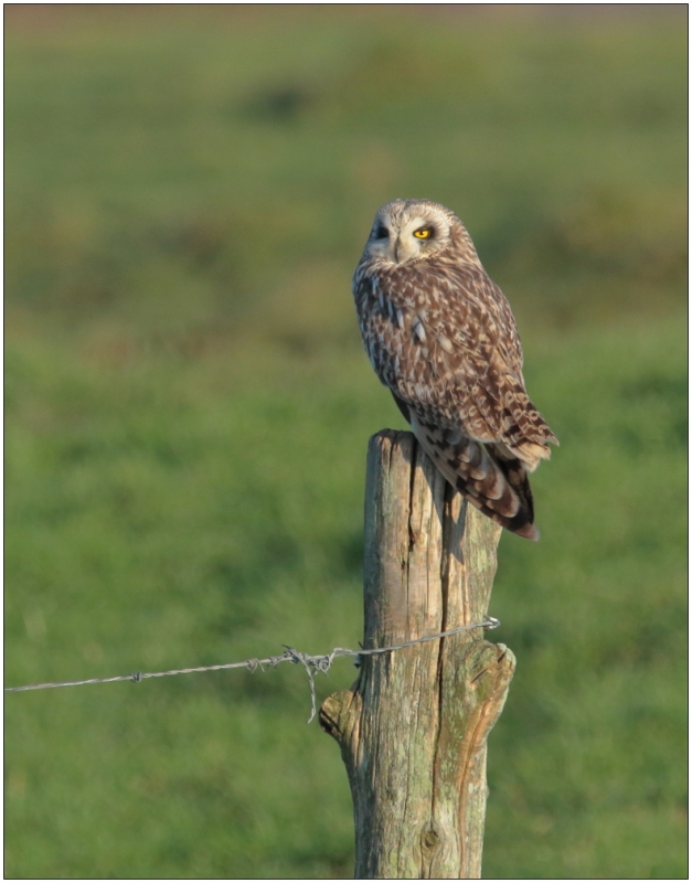 Photo Oiseaux Hibou des marais (Asio fammeus)