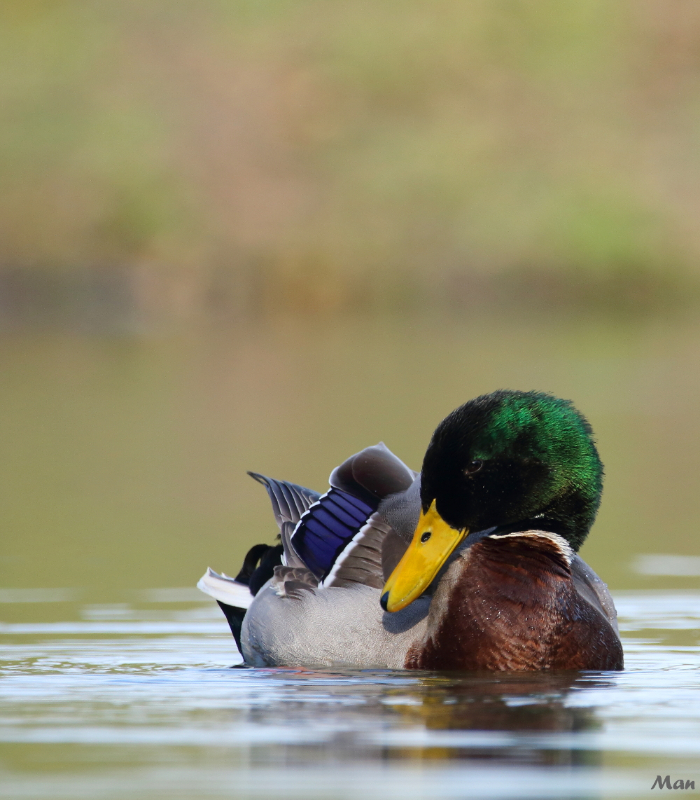 Photo Oiseaux Canard colvert (Anas platyrhynchos)