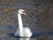 Oiseaux Cygne tuberculé