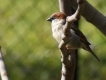 Oiseaux Moineau Friquet