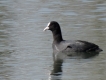 Oiseaux Foulque macroule (Fulica atra)