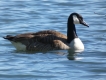 Oiseaux Bernache du Canada