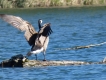 Oiseaux Bernache du Canada