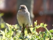 Oiseaux Moineau domestique (Passer domesticus)