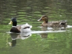 Oiseaux Canard colvert couple