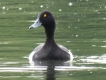 Oiseaux Fuligule morillon