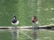 Oiseaux Fuligules morillon couple