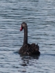 Oiseaux Cygne noir