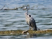 Oiseaux Héron cendré