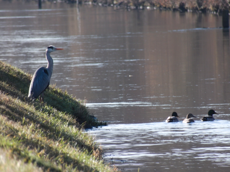 Photo Oiseaux Héron cendré