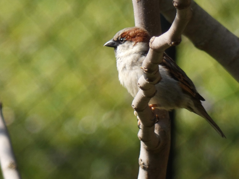 Photo Oiseaux Moineau Friquet