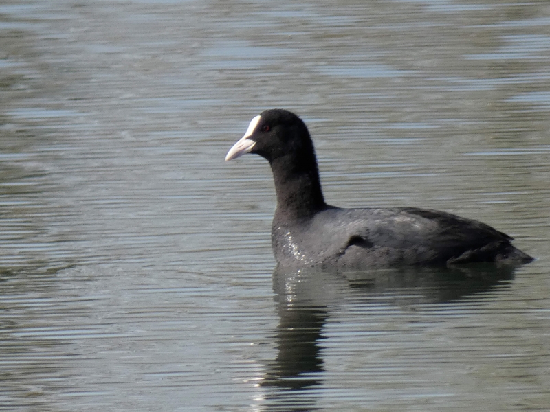 Photo Oiseaux Foulque macroule (Fulica atra)