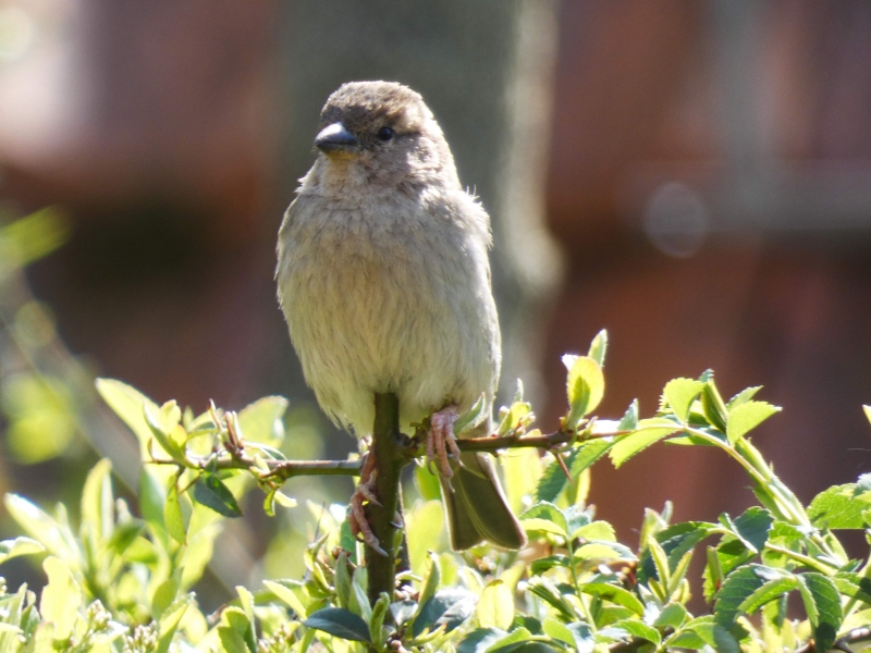 Photo Oiseaux Moineau domestique (Passer domesticus)