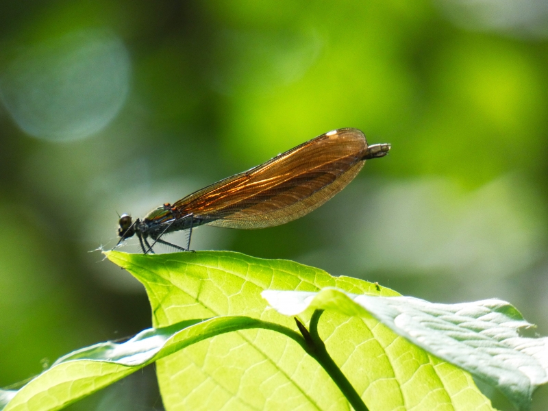 Photo Insectes libéllule