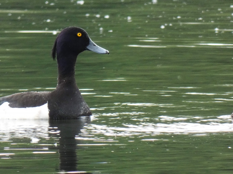 Photo Oiseaux Fuligule morillon