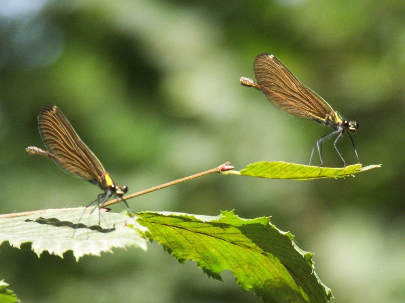 Photo Insectes libéllule