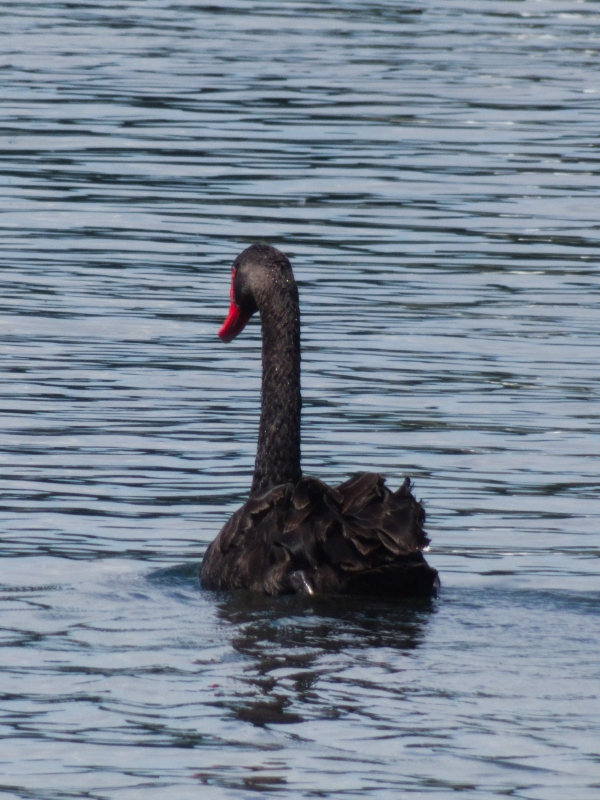 Photo Oiseaux Cygne noir