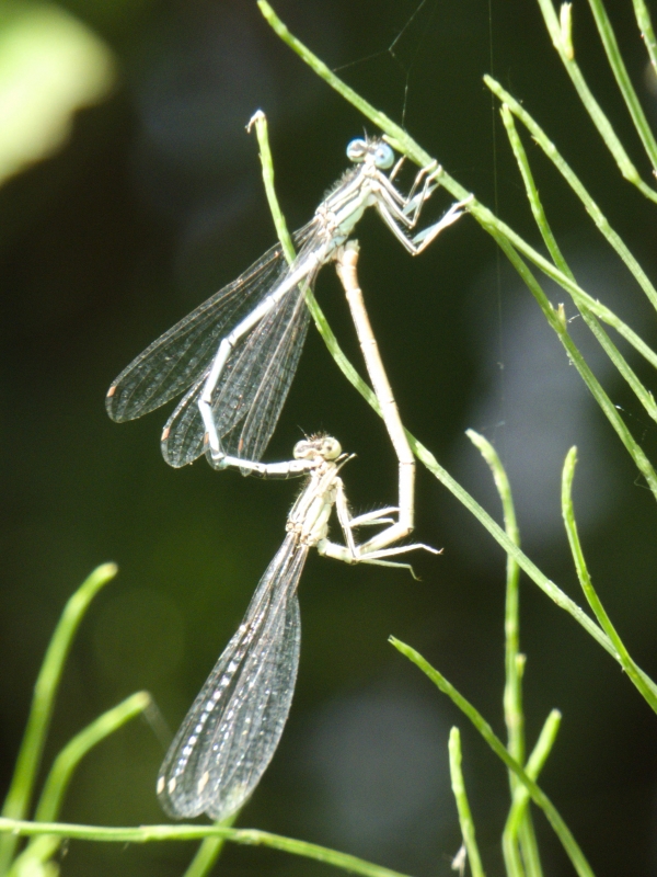 Photo Insectes libéllule