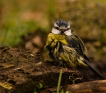 Oiseaux Mésange bleue (Cyanistes caeruleus)