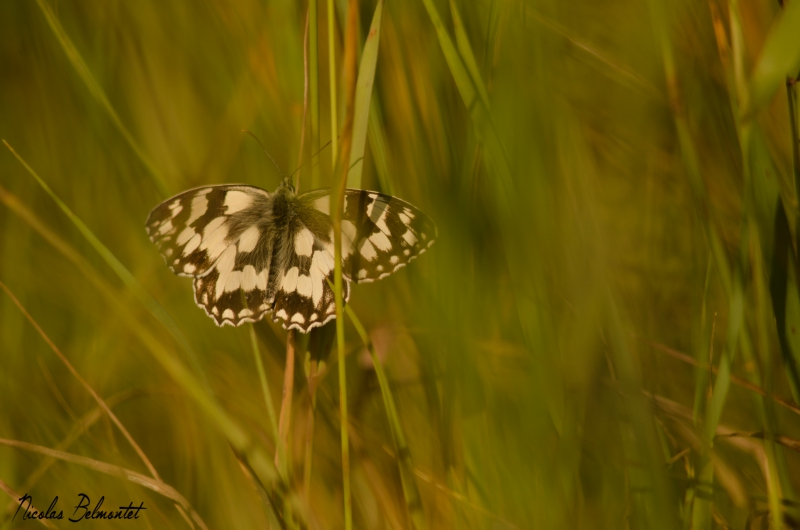 Melanargia_galathea_Le_demi-deuil.jpg