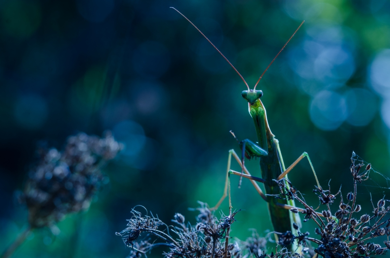 Photo Insectes mante religieuse