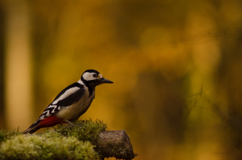 Photo Oiseaux Pic épeiche (Dendrocopos major)