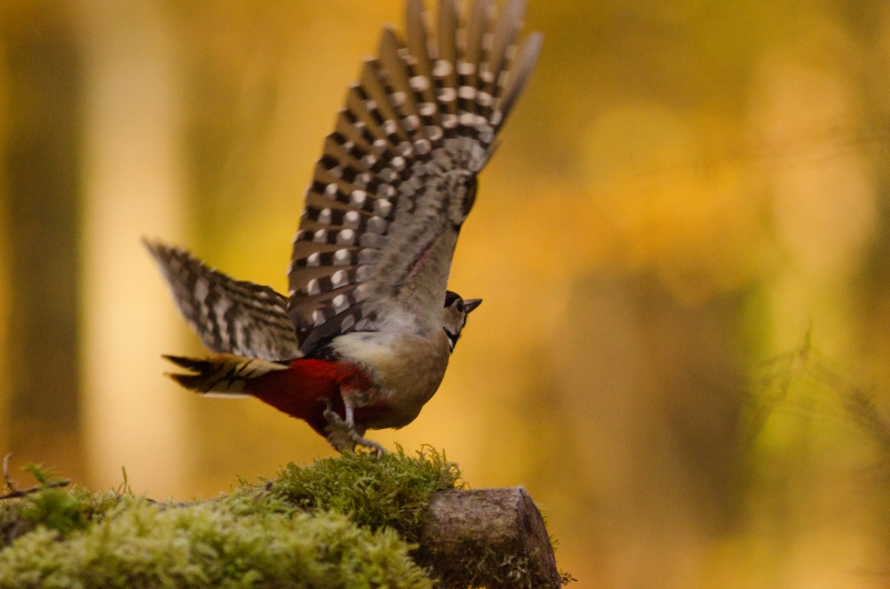 Photo Oiseaux Pic épeiche (Dendrocopos major)