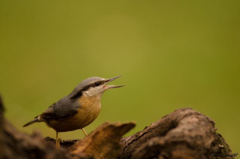 Photo Oiseaux Sittelle torchepot (Sitta europaea)