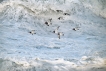  Huîtrier pie (Haematopus ostralegus)