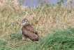 Oiseaux Buse variable (Buteo Buteo)