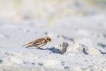 Oiseaux Bruant des neiges (Plectrophenax nivalis)