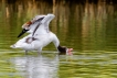 Oiseaux Tadorne de Belon (Tadorna tadorna)