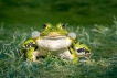 Amphibiens Grenouille verte (Pelophylax sp.)