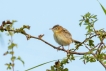 Oiseaux Cisticole des joncs (Cisticola juncidis)