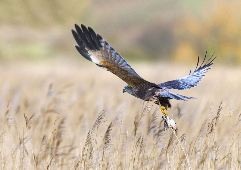 20240212-_DSC2884-NEF.jpg Busard des roseaux et sa proie