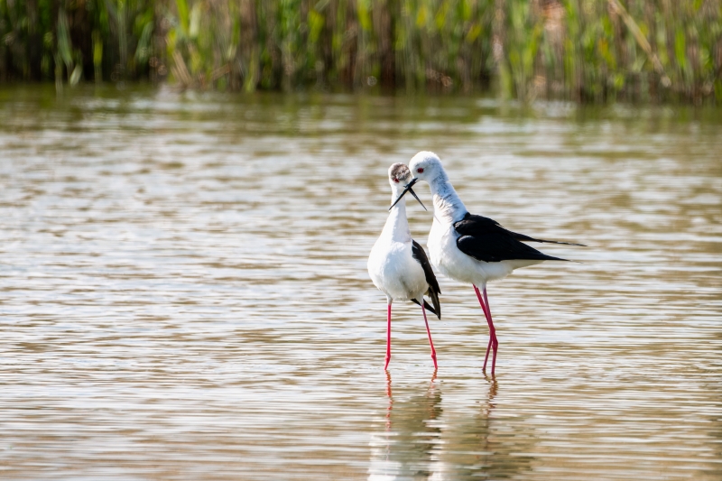 AVOCETTES-ELEGANTES.jpg